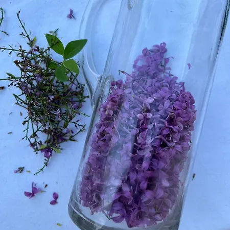Eco La Vita E Bella * Treavna