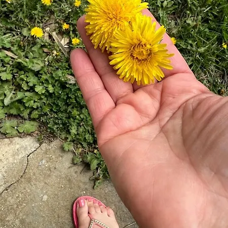 Pensiune Eco La Vita E Bella *